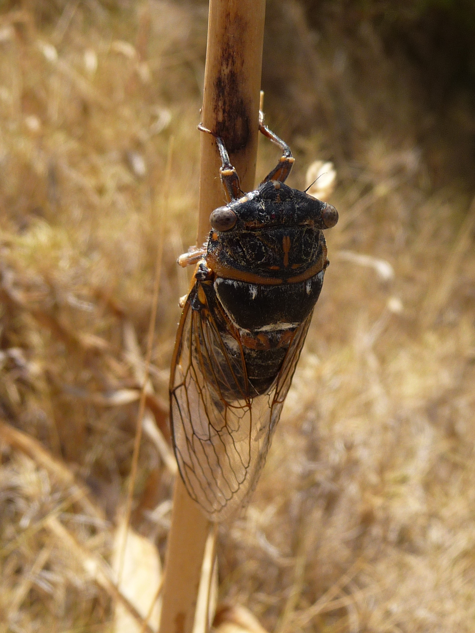 Nous sommes au pays des cigales ! Fotos