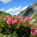 Am Weg hinab zur Oberen Laguzalpe dürfen Alpenrosen natürlich nicht fehlen.