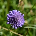 Violette Schönheiten am Wegrand (II)