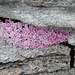 und eine Variante: fantastisch, wie dieses Blumenpolster in der Felswelt lebt - und kontrastreich und ausdrucksstark uns erfreut! 2