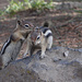 Zwei Streifenhörnchen kämpfen um Futter