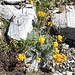 <b>È l’ambiente dell’Artemisia genipi, la piantina aromatica usata per preparare il liquore Genepì. Un escursionista sta strappando alcune piantine, le metterà in infusione in una soluzione idroalcolica. Occorrono circa venti piantine per 1 litro di etanolo. È un fiore protetto…</b>