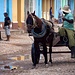 Pferdekarren in Trinidad.