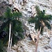 Palmen und Tropfsteine aud der Wanderung zu den Saltos Caburni.