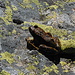 Near the two small lakes at elevation 2500 m, I spotted quite a few frogs.