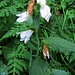 Campanula trachelium L.<br />Campanulaceae<br /><br />Campanula selvatica.<br />Campanule gantelée.<br />Nesselblättrige Glockenblume.