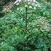 Angelica sylvestris L.<br />Apiaceae<br /><br />Angelica selvatica.<br />Angélique sauvage.<br />Wilde Brustwurz.