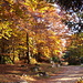 Autumn displays it's colours [2].