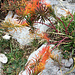Herbstliche Verfärbungen