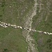 Sheep being herded in the Val da la Duana.