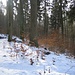 winterlicher Odenwald mit etwas Schneepuder