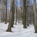 die letzten Meter durch schönen Buchenwald