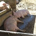 die Schweine schlafen friedlich im Schatten ...
