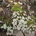 Bei den Felsgipfeln gibts fast immer Blumen. Hier die Frühlings-Miere und oben der häufig anzutreffende Moos-Steinbrech.