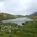 der hübsch mit Wollgras dekorierte See liegt grad noch auf Schweizer Boden
