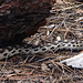 Das müsste eigentlich einer Gophernatter sein. Die Schlangen sind Würgeschlangen und werden bis zu 2.5 Meter lang. Die Version die wir gesehen haben, war aber nur ungefähr 2 Meter lang.