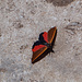 Ein unbekannter Schmetterling beim Widforss Point. Ich konnte den nicht identifizieren, hat jemand eine Idee?