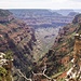 Ausblick vom Widforss Trail in den Grand Canyon
