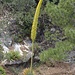 Eine Grand Canyon Agave beim Transept Trail