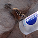 Auch Streifenhörnchen haben Durst. Wir müssen unsere Wasserflasche in Sicherheit bringen.