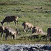 Schwarzwedelhirsche bei den Tuolumne Meadows