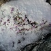 diese Steinbreche haben einen noch härteren Kampf gegen Schnee und Eis auszutragen