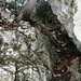 Der Durchstieg im westlichen Teil der Randflue beginnt steil - und mit einer Eisenleiter