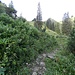 "Im Steinbest" ist der Weg ziemlich krautig.