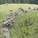 Rindviecher im Weg