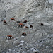 Gämsen in der östlichen Seitenmoräne des Aletschgletschers (Foto Rekotour)