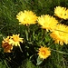 herrlich strahlend - die beiden gelben Blumenarten