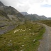 Schafe weiden neben dem Weg