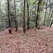 rasch einmal auf dem unmarkierten Pfädlein - auf laubbedecktem Waldboden, an der NNE-Kante zum Horngraben ...