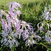 Unzählige dieser Blumen hatte es. Pracht-Nelken (Dianthus superbus) sind es wohl. Auffallend die zwittrigen, radiärsymmetrischen Blüten.....;-)