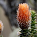 Chuquiraga jussieui, eine typische und auffällige Pflanze im Páramo. Sie wird auch als Edelweiss oder Alpenrose der Anden bezeichnet. 