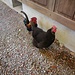 Neugierige Hühner