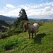 Ein "kleines" Pferd auf der Alp Wimpfel