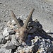 Der Kopf des 10- oder 11-jährigen Steinbocks. Das Tier ist über eine Felswand abgestürzt und wurde vom zuständigen Wildhüter fachgerecht "entsorgt".