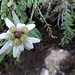  Stella Alpina (Leontopodium Alpinun )