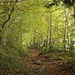 durch den herbstlichen Wald geht's aufwärts zur Seebodenalp