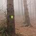 der Weg durch den Wald ist nicht einfach zu finden, doch die farbigen Punkte an den Bäumen helfen.