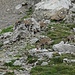 Mehrere Steinböcke am Rotsteinpass beim Salzlecken