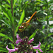 So filigran, die Flügel einer Libelle / quanto sono filigrane le ali di una libellula!<br />Blutrote Heidelibelle, Sympetrum sanguineum ♀