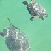 tartarughe nel lago