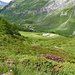 Alpenrosenfeld ob der Alp da Segl