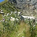 Blick durch die Distel