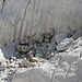 Steinböcke im Schatten Nähe Blauschnee