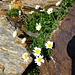 Alpen-Wucherblume in der Sellla 2844