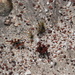 kleine Pflänzchen mit Steinen im Sand.