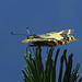 Schwalbenschwanz (Papilio machaon) am Gipfel / in cima